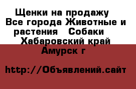 Щенки на продажу - Все города Животные и растения » Собаки   . Хабаровский край,Амурск г.